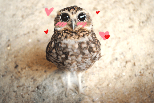 owl-in-love