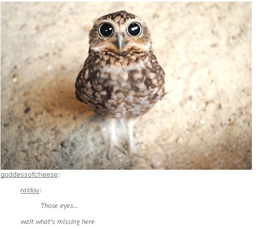 owl-you-need-2.1