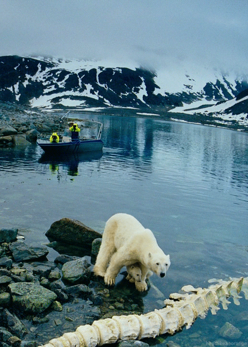 polarbear-and-pup