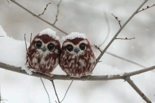 eulen | cute | baby | owls | love