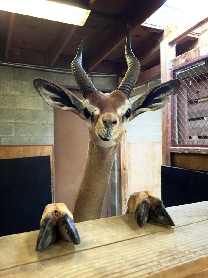 deer@bar impala antilope