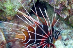 clearfin_lionfish
