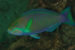 parrotfish_cc-by-nc-sa_by_danielguip