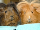 fluffy-guinea-pigs_cc-by_ilovebutter