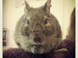 fluffy-mouse_cc-by-nc-nd_paul-hammerton