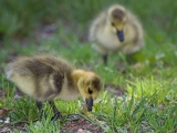 goslings_cc-by_alan-huett