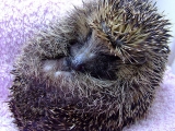 hedgehog_cc-by-nc-sa_karen-brazler