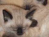 kittens_cc-by_foshle