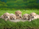 puppies_cc-by-sa_kitty.green66