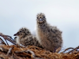 red-billed-gulls-chicks_pubic-domain_bernard-spragg