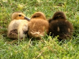 three-ducks-in-a-row_cc-by-nc-nd_joelle-johnson
