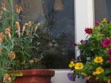 eine mürrische Katze
