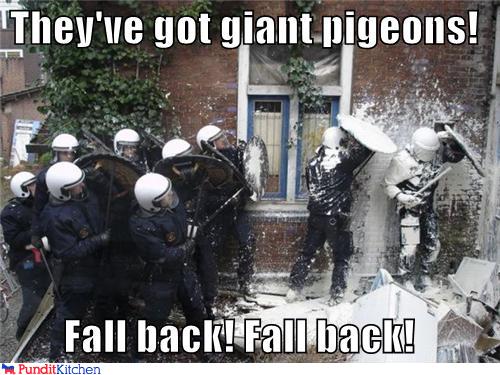 They've got giant pigeons! Fall back!