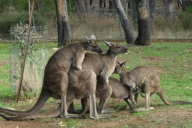 Kangaroo groupsex