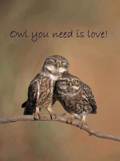 owl you need is love