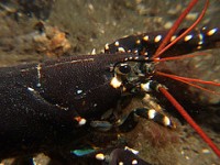 lobster_cc-by-nc-nd_geirf