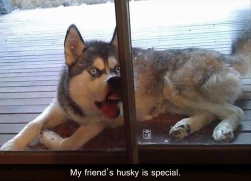 my-husky-is-special