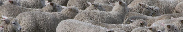 sheep-header