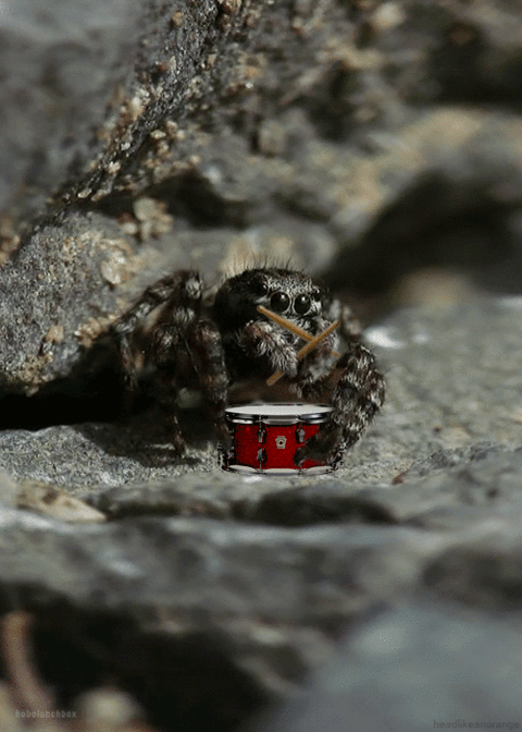 spider-drummer Spinne Trommler Trommel