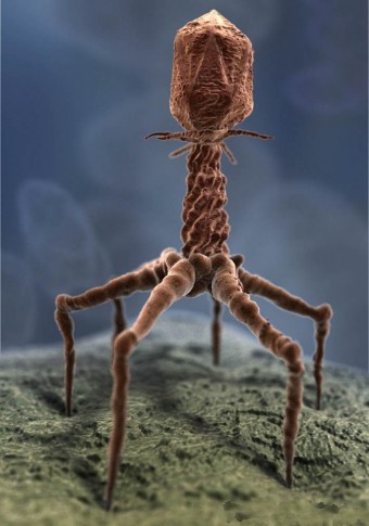 t4-bacteriophage