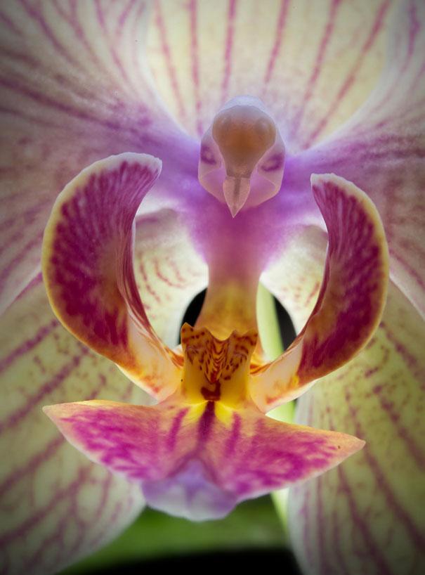 orchid-bird