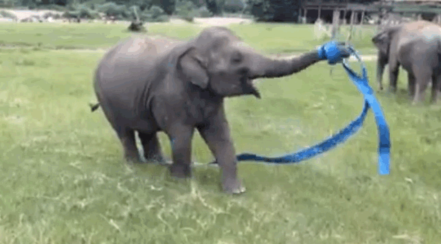 elefant hat spaß | elephant having fun