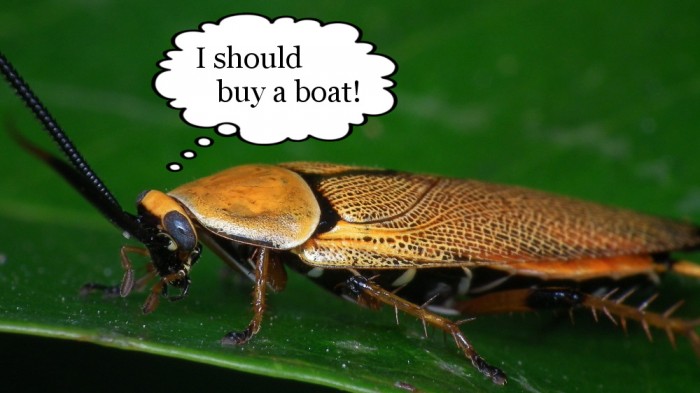 cockroach kakerlake i should buy a boat