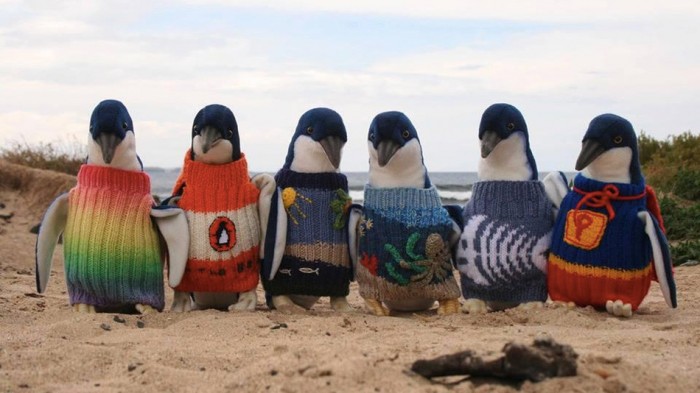penguin_sweaters pinguin pullis