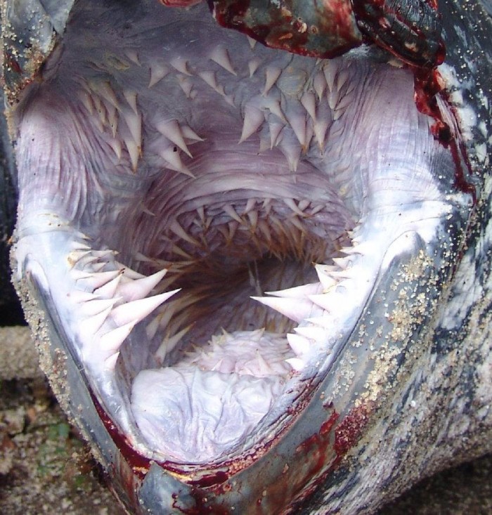Leatherback sea turtle throat - SARLACC- schildkröte