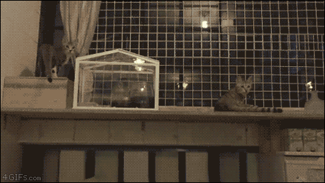 cats-jump