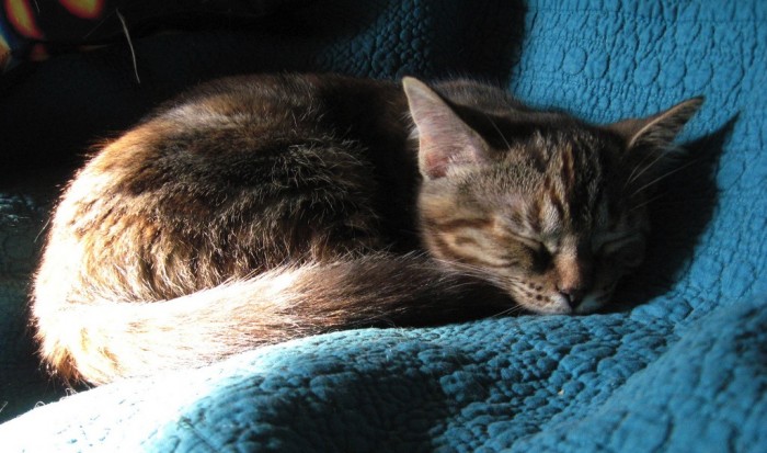 cat nap sleeping schlaf catcontent