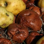 rotten-apples_cropped_150px_cc-by-nc_stephen-butler-copy