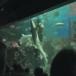 Ein Taucher tanzt im Aquarium mit einem Hai